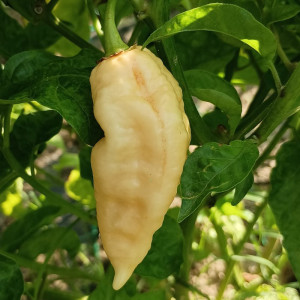 Bhut Jolokia Peach-melocoton, sēklas sēklas - pirkt internetā