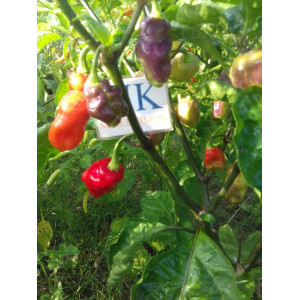 Aji Cajamarca zaden kopen