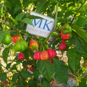 Aji Cochabamba, Peru semená - kúpiť online
