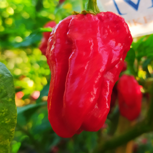 Aji Umba Red, 10 semillas, Capsicum chinense - comprar semillas