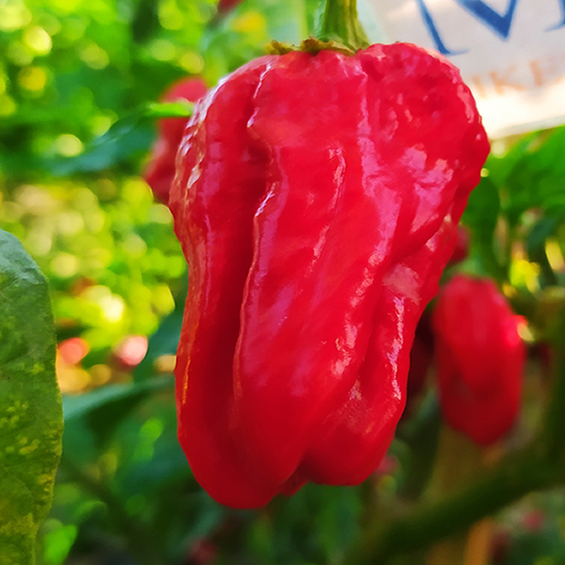 Aji Umba Red frön - köp online