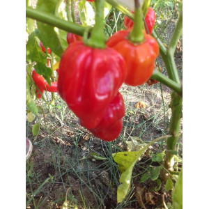 Habanero Antillasis Caribbean насіння - купити онлайн