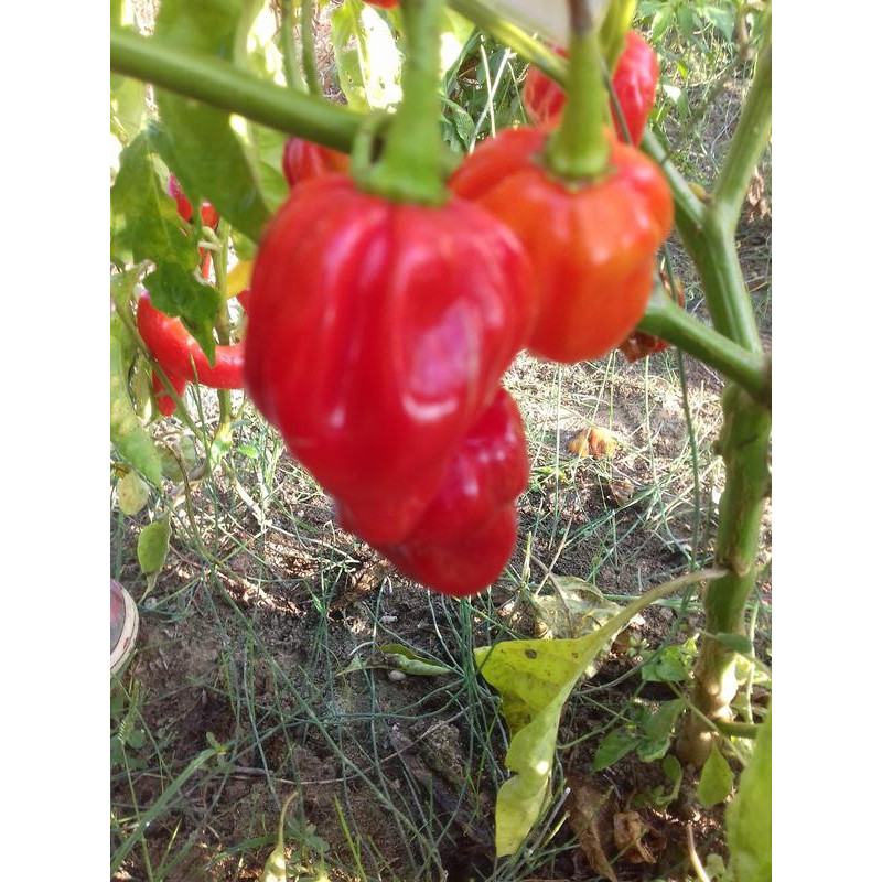 Habanero Antillasis Caribbean semena - nakup prek spleta