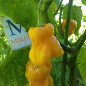 Habanero Roatan Pumpkin vetőmag - vásárlás online