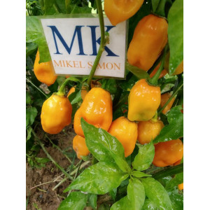 Habanero Orange семена - купи онлайн