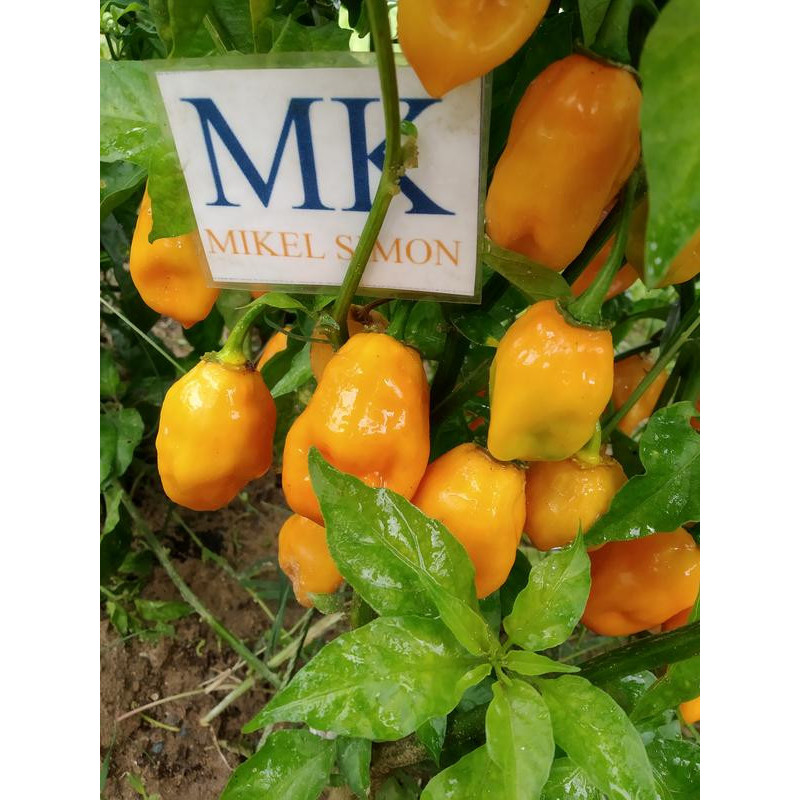 Habanero Orange seemned - osta veebist