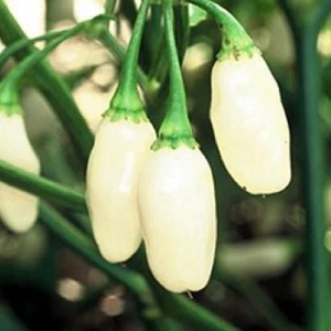 Habanero Peruvian White, seeds semințe - cumpără online
