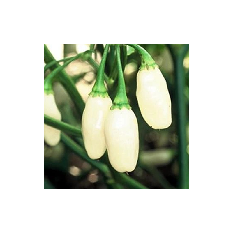 Habanero Peruvian White, 10 semillas, seeds, Capsicum chinense