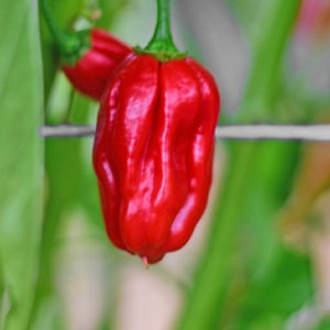 Habanero Uganda Red семена - купи онлайн