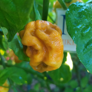 Habanero Mustard semi - acquista online