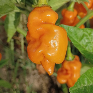 Habanero Carolina Yellow frön - köp online