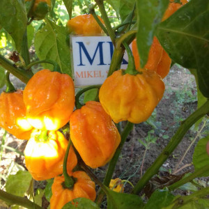 Habanero Big Sun zaden kopen