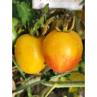 Yellow Tomatoes