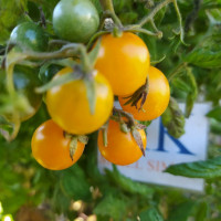 Cherry tomatoes
