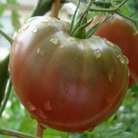 Tomates Negros