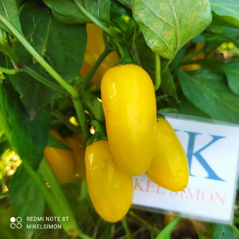 Jalapeño Numex Lemon Spice,10 semillas, Capsicum annuum (207)