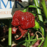Carolina Reaper Chocolate , 10 semillas , Capsicum chinense (201)