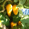 BHUT JOLOKIA Orange-Naranja,10 semillas,Capsicum chinense (162)
