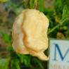 C22 Moruga Peach , 10 semillas , Capsicum chinense (215)