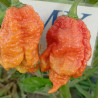 Carolina Reaper Caramelo , 10 semillas , Capsicum chinense (264)