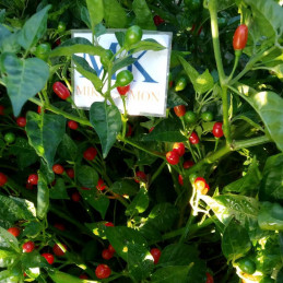 Aji Charapita Red,10 semillas,Capsicum chinense (399)