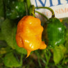 Carolina Reaper x 7 POD Primo, 10 semillas capsicum chinese (495)