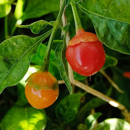 7 Pod Bublegum Mini Red,10 semillas,Capsicum chinense (451)