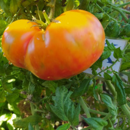 Tomate Big Rainbow , 10 semillas (4)