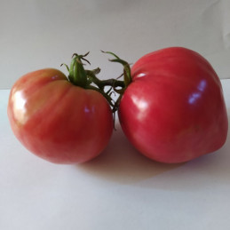 Tomate Krasnyj Gigant , 10 semillas (16)