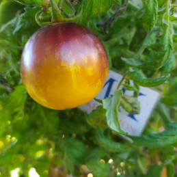 Tomate Primary Color , 10 semillas (20)