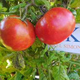 Tomate Ace 55 VF , 10 semillas (21)
