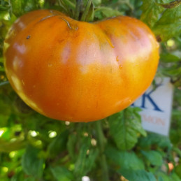 Tomate Amish Yellow Giant , 10 semillas (25)