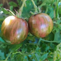 Tomate Artisan Pink Bumble Bee , 10 semillas (28)