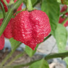 Carolina Reaper X Moruga , 10 semillas , Capsicum chinense (579)