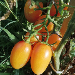 Tomate Artisan Blush Tiger , 10 semillas (30)