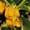 Carolina Reaper Yellow , 10 semillas,Capsicum chinense (588)