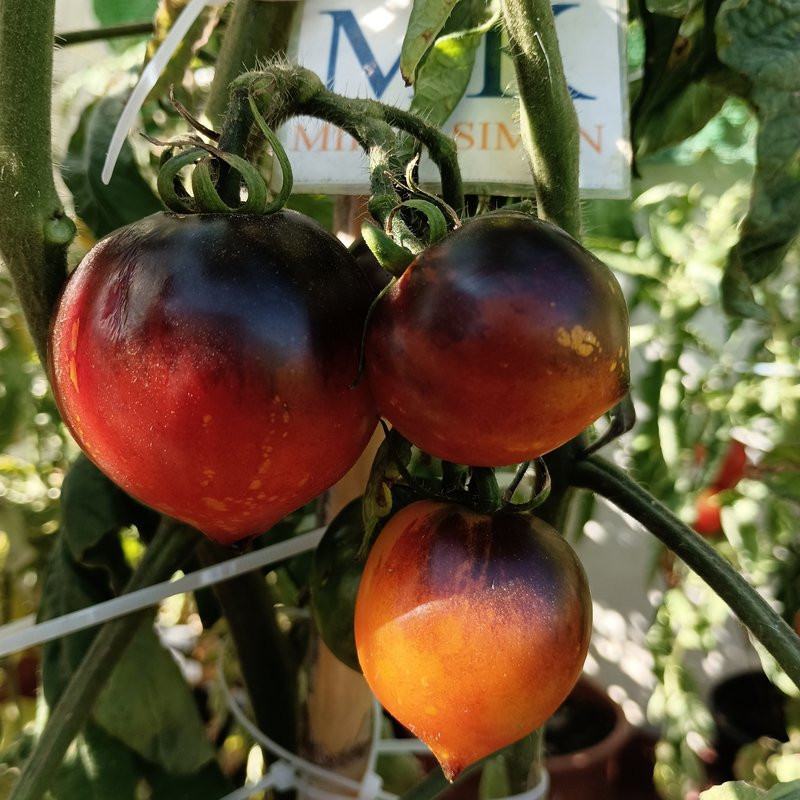Tomate Blue Corin , 10 semillas (38)