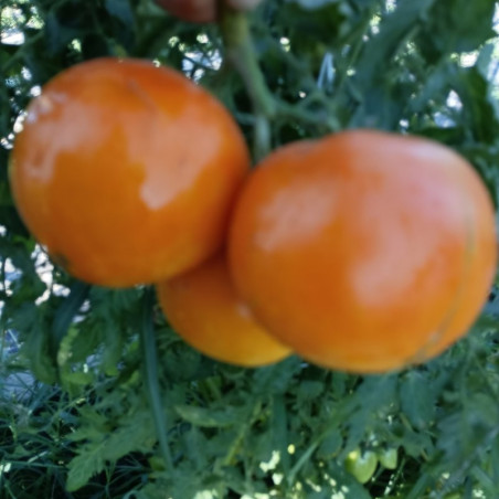 Tomate Qiyanai Huang , 10 semillas (39)
