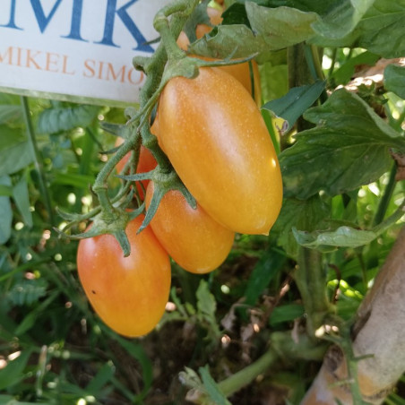 Tomate Orange Dream , 10 semillas (40)