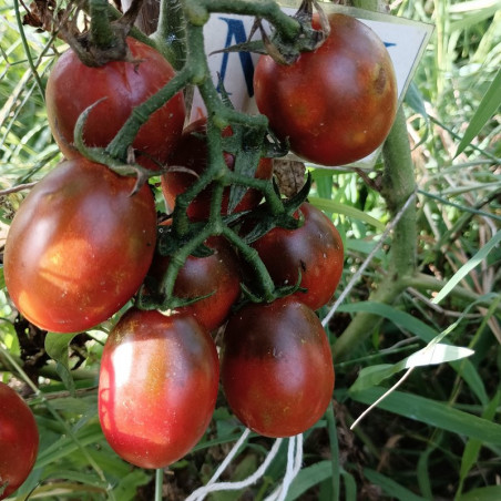 Tomate De Baroa , 10 semillas (41)