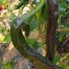 Psilla Bajio o Chilaca,10 semillas,Organico C. annuum (11)