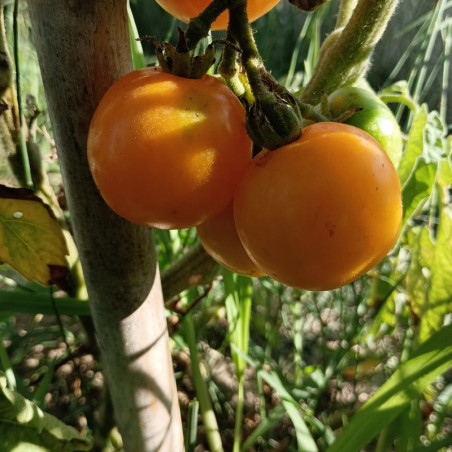 Tomate Auriga , 10 semillas (43)