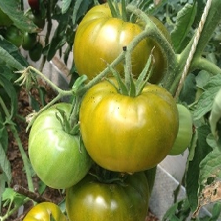 Tomate Boloto , 10 semillas (46)