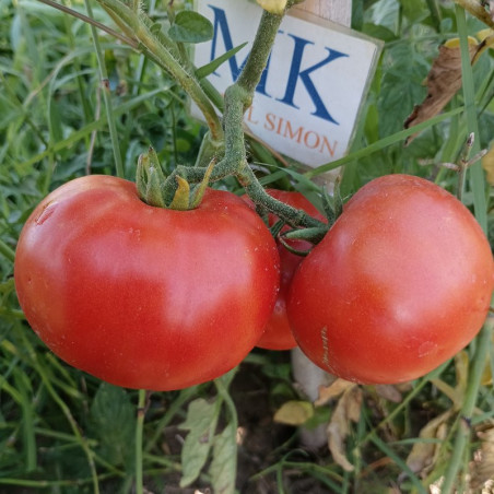 Tomate Ikarus , 10 semillas (47)