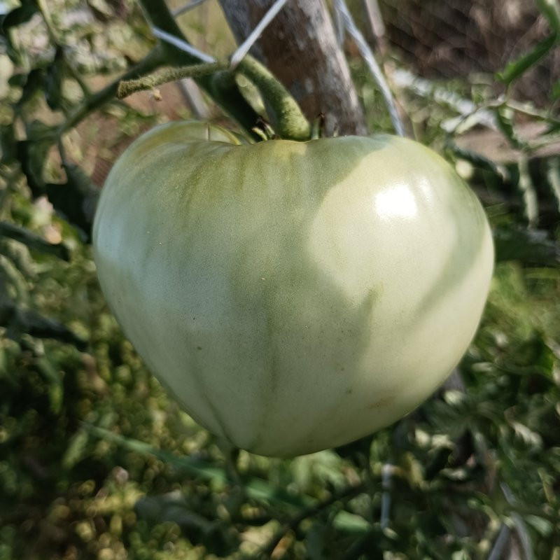 Tomate White Wonder , 10 semillas (48)