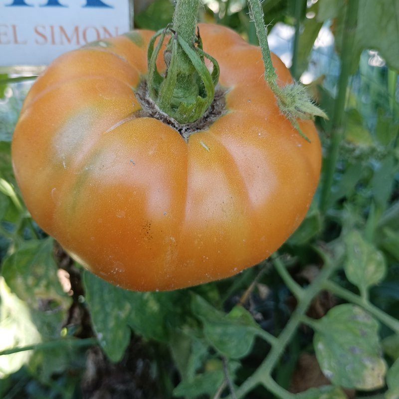 Tomate Dixie Golden , 10 semillas (50)