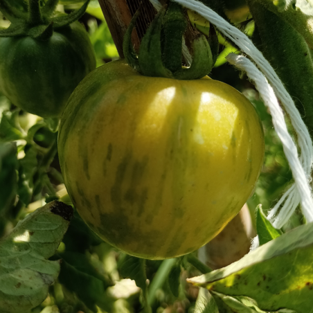 Tomate ADARANA , 10 semillas (51)