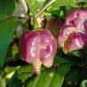 Ganzo Peach , 10 semillas , Capsicum chinense (650)