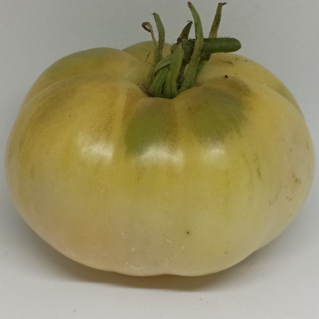 Tomate White Beauty o Belleza Blanca , 10 semillas (52)