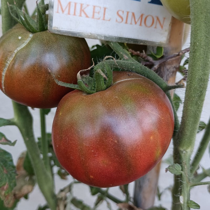Tomate Black Elephant , 10 semillas (53)